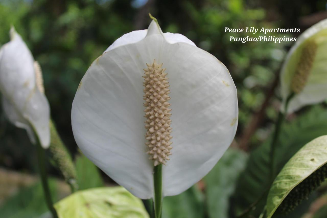 Peace Lily Studio Apartments Panglao Exteriör bild