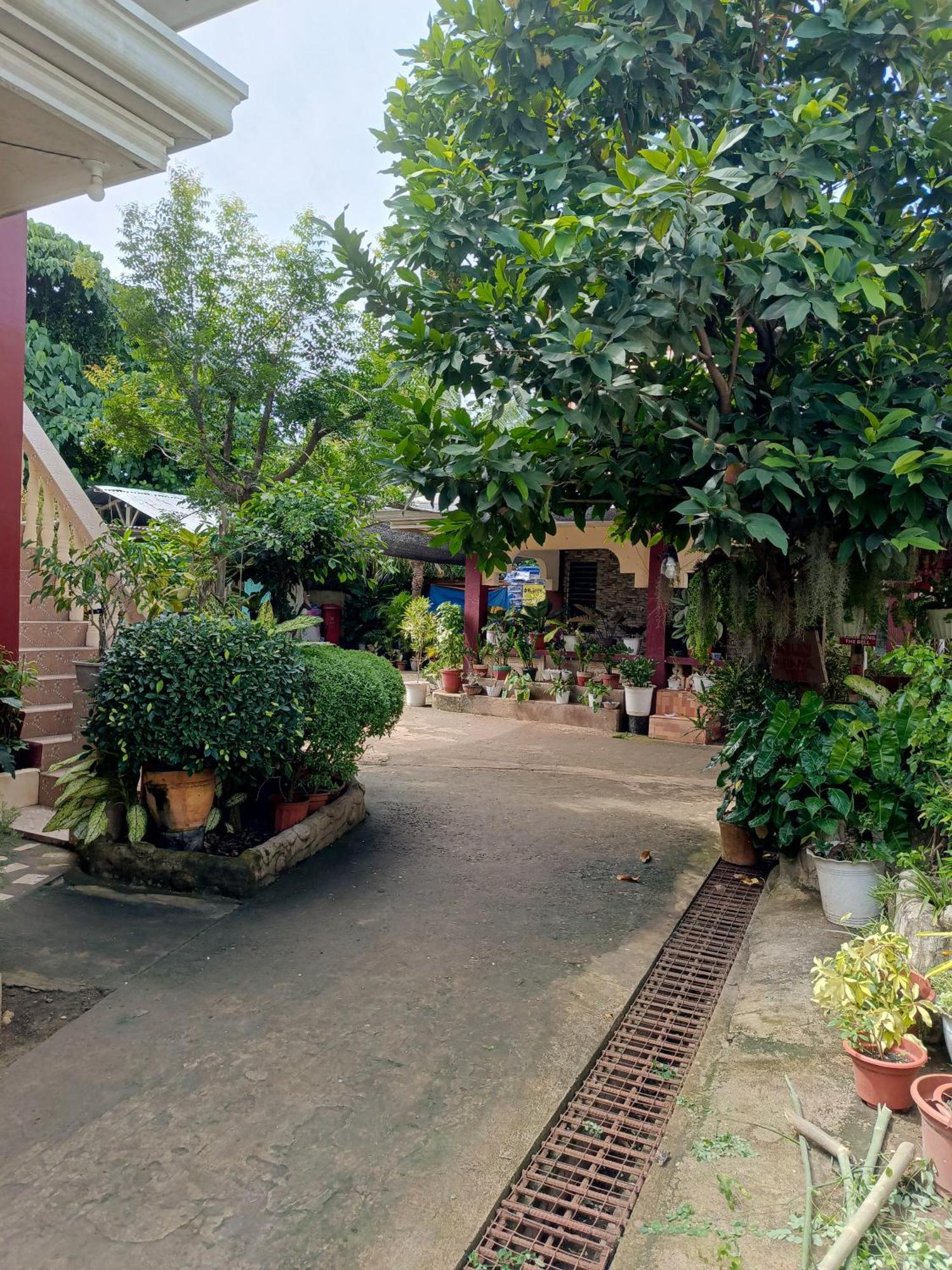Peace Lily Studio Apartments Panglao Exteriör bild